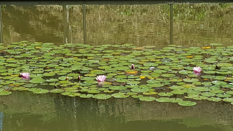 Parc el Llac de Vallparadís