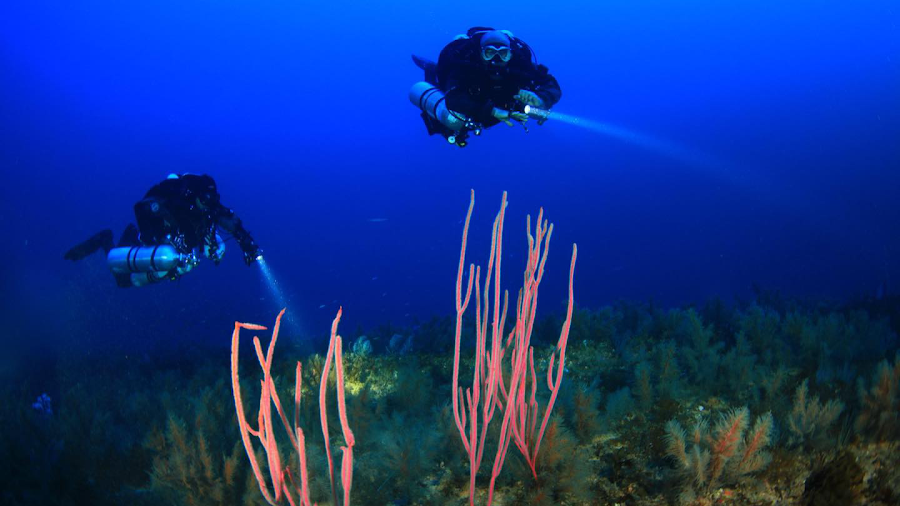 Rubicon Diving